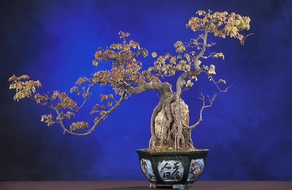 Bonsai Primavera