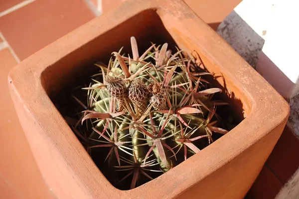 Cacto Mandacaru Mini