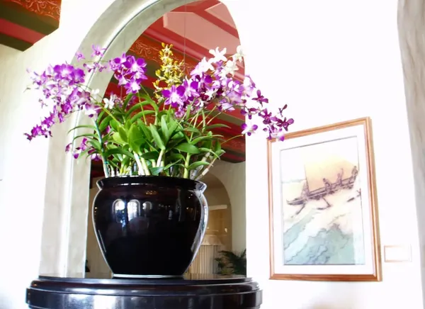 Arranjo de Orquídeas