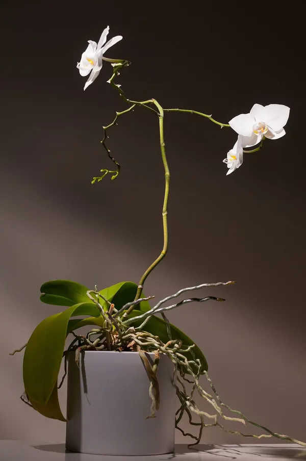 Orquídea Branca Clássica