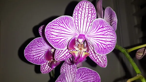 Orquídea Tigrada