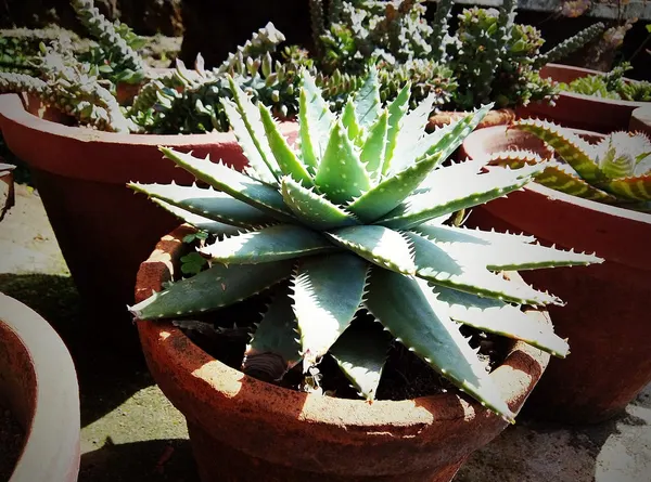 Agave em Vaso de Barro
