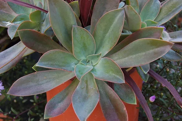 Echeveria Rosada